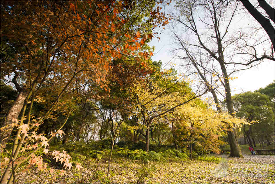 共青森林公園彩葉樹種進入最佳賞葉期