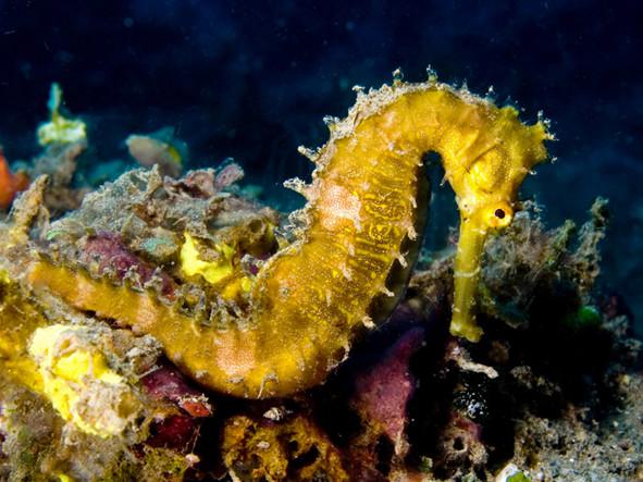 十年用掉144億！保護(hù)生物多樣性 沒(méi)錢怎么行