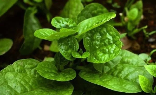 農村一種觀賞類植物，號稱“天然補鈣劑”