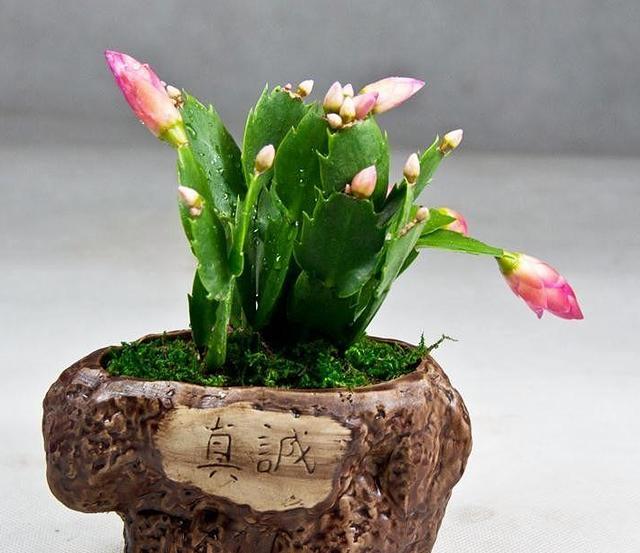 只需1個(gè)技巧就可調(diào)控你的盆栽花卉開花時(shí)間