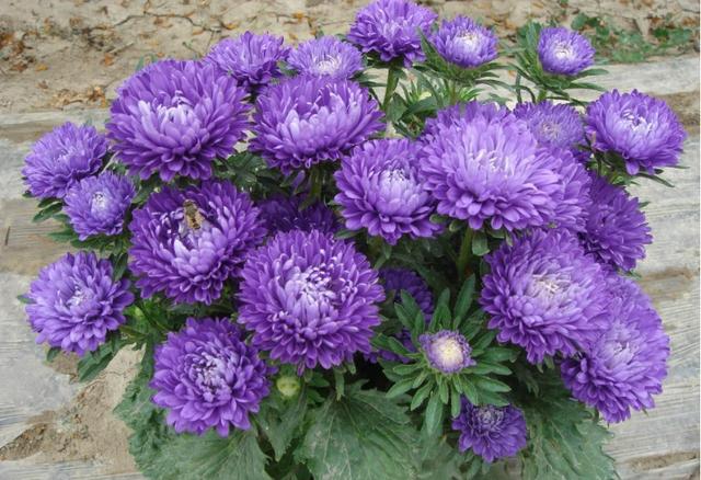只需1個(gè)技巧就可調(diào)控你的盆栽花卉開花時(shí)間