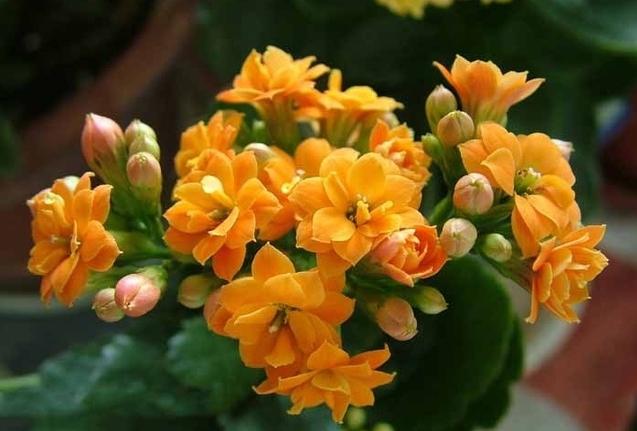 只需1個(gè)技巧就可調(diào)控你的盆栽花卉開花時(shí)間