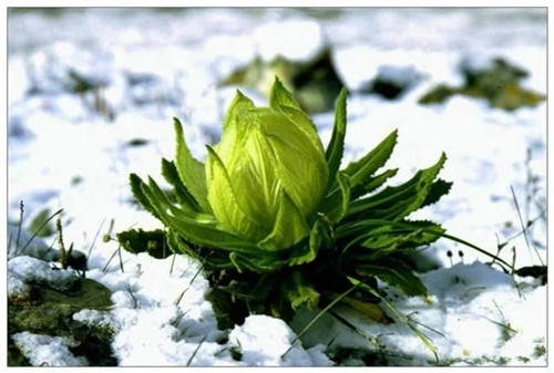 非法采伐二級保護(hù)植物雪蓮處罰很嚴(yán)重