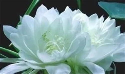 非法采伐二級保護(hù)植物雪蓮處罰很嚴(yán)重