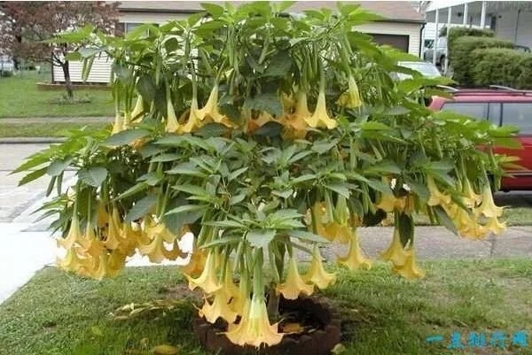 世界上最毒的十種植物