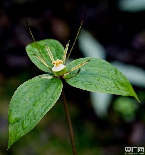 昆明植物研究所發(fā)現(xiàn)重樓屬新成員啟良重樓