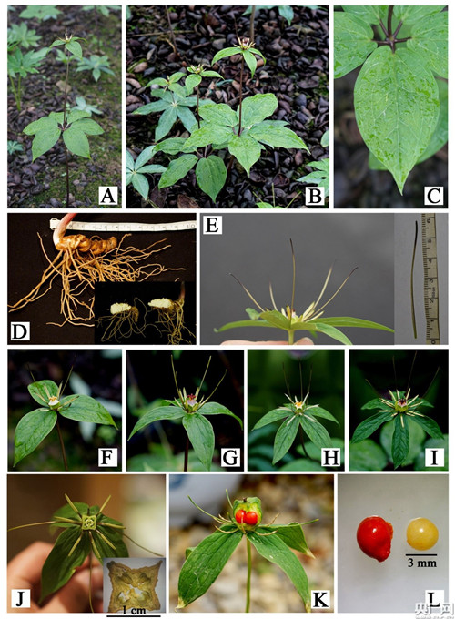 昆明植物研究所發(fā)現(xiàn)重樓屬新成員啟良重樓