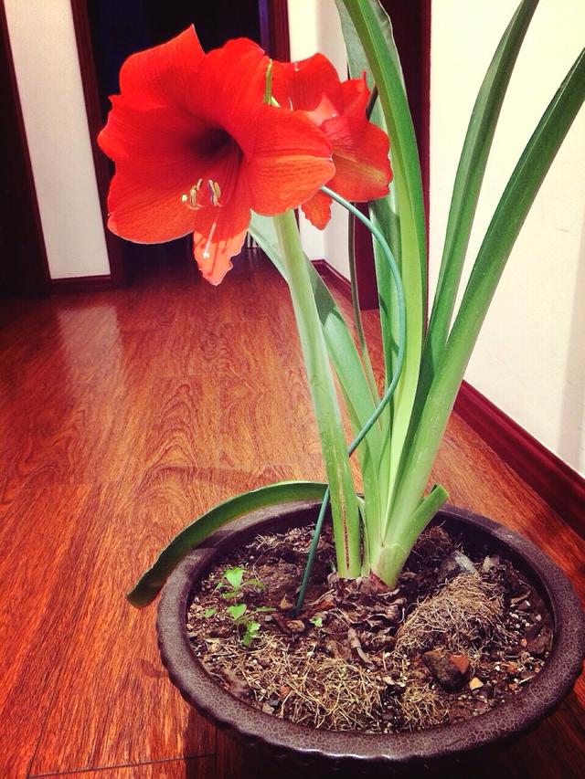 養這5種球根花卉，年年開花爆盆