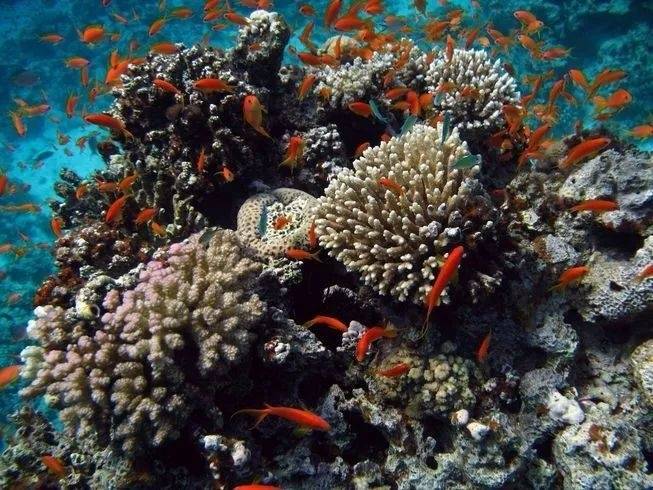 保持生物多樣性 守護逐漸消失的生物樂園