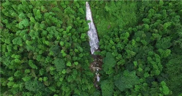 江西又有三個(gè)國(guó)家公園入選“中國(guó)森林氧吧”