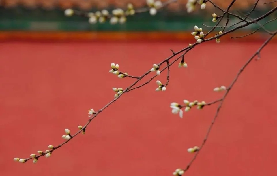 中式建筑的回歸與創新