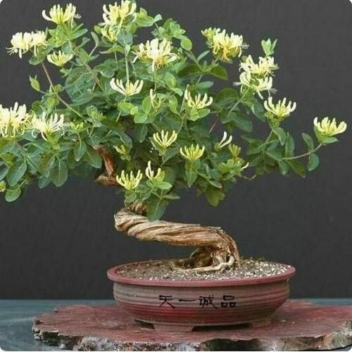 9種花卉爬藤能爬滿墻，美不勝收