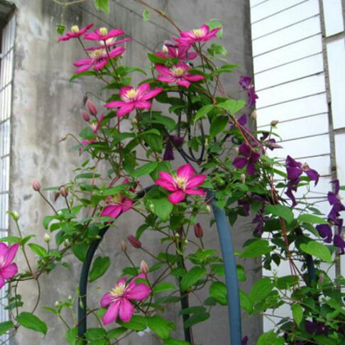 9種花卉爬藤能爬滿墻，美不勝收