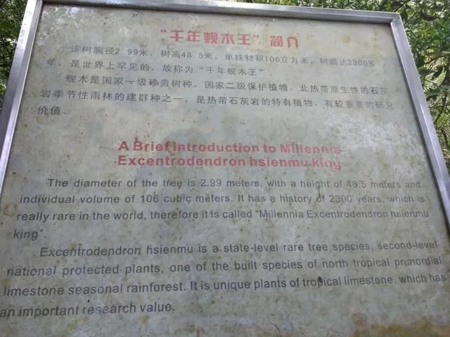 走進廣西：探秘弄崗自然保護區(qū)千年蜆木王
