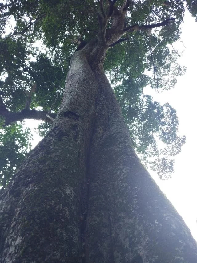走進廣西：探秘弄崗自然保護區(qū)千年蜆木王