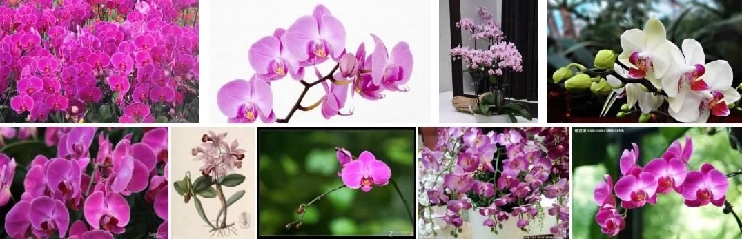蝴蝶蘭的花語(yǔ)與傳說(shuō)你知道嗎
