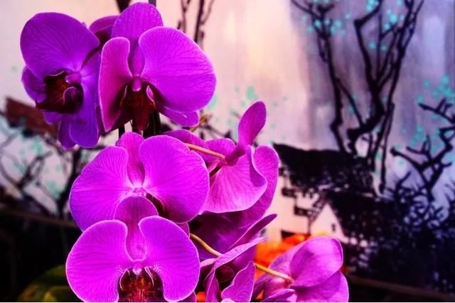 蝴蝶蘭的花語(yǔ)與傳說(shuō)你知道嗎