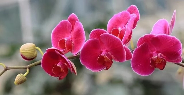 蝴蝶蘭的花語(yǔ)與傳說(shuō)你知道嗎