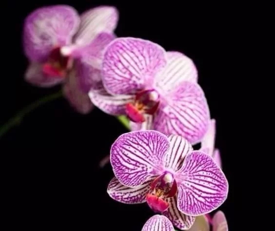 蝴蝶蘭的花語(yǔ)與傳說(shuō)你知道嗎