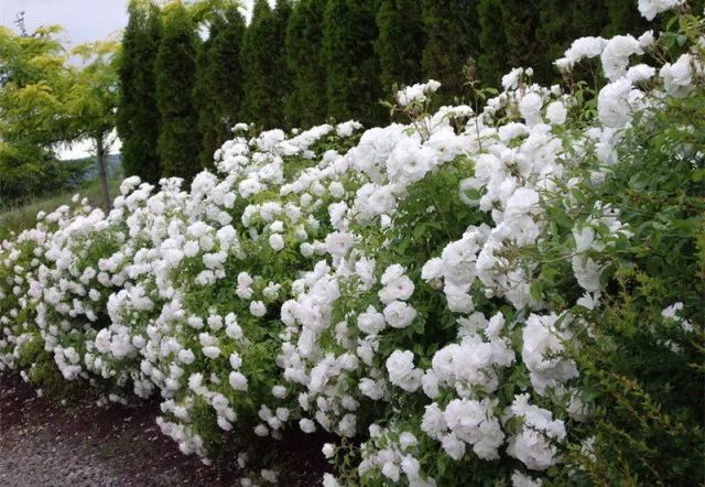 混合花境設計與種植建議