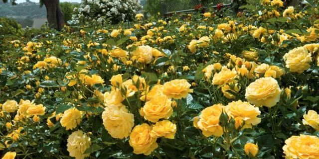混合花境設計與種植建議