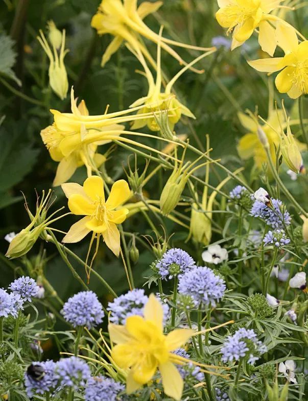 混合花境設計與種植建議