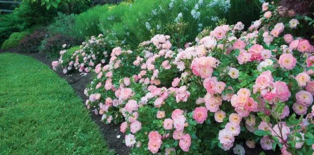 混合花境設計與種植建議