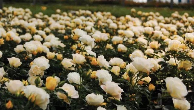 混合花境設計與種植建議