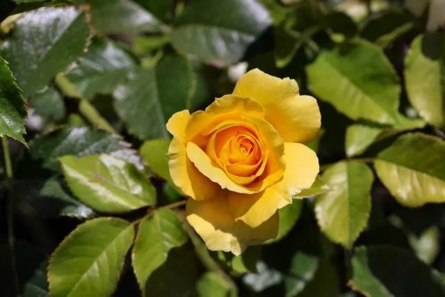 混合花境設計與種植建議