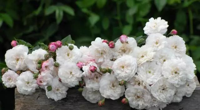混合花境設計與種植建議