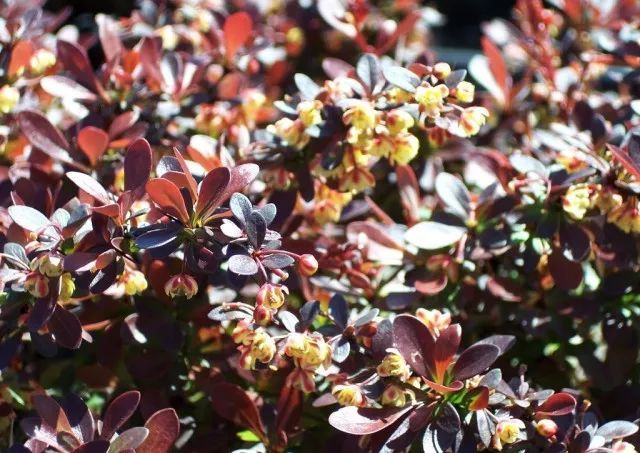 混合花境設計與種植建議