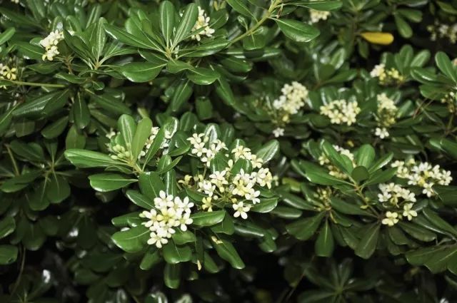 混合花境設計與種植建議