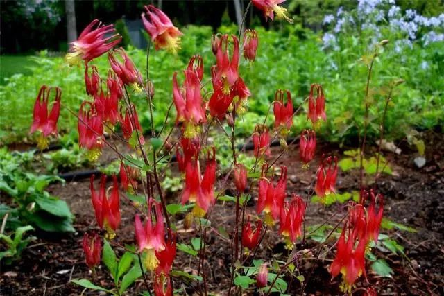混合花境設計與種植建議