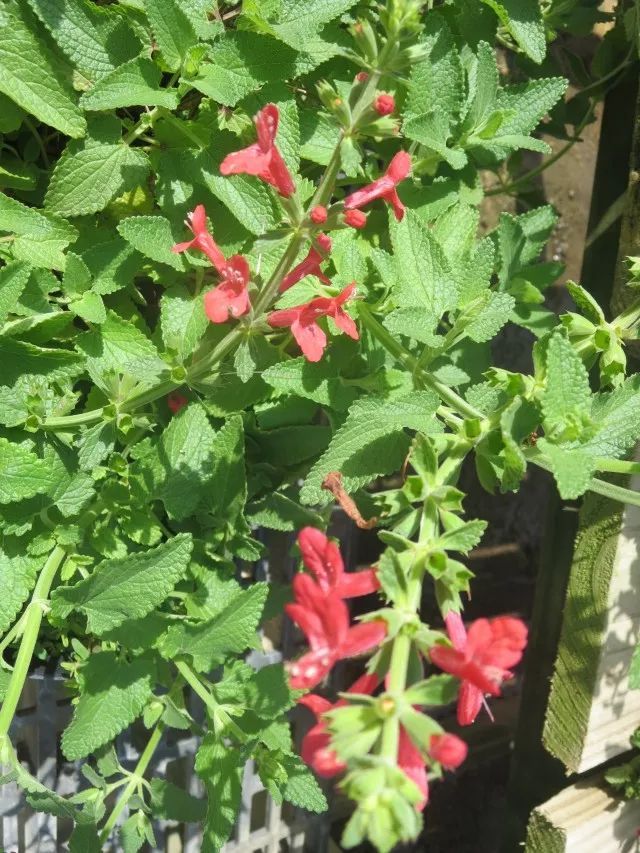 混合花境設計與種植建議