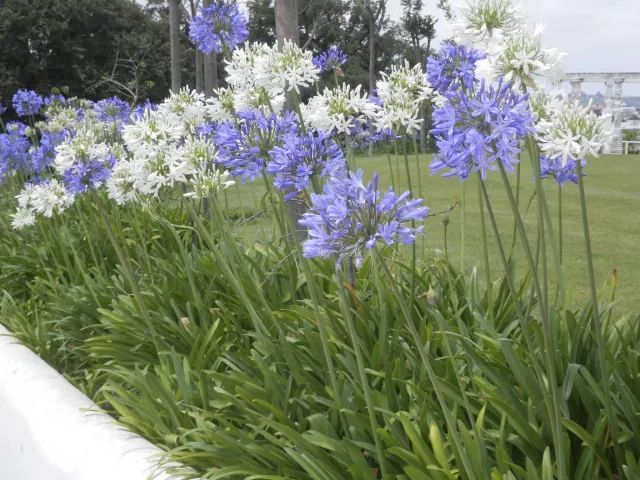 混合花境設計與種植建議