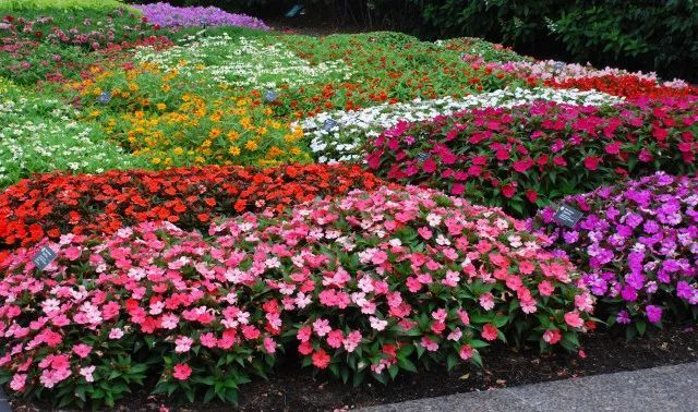 混合花境設計與種植建議