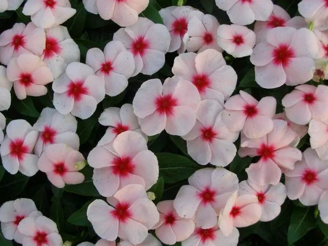 混合花境設計與種植建議