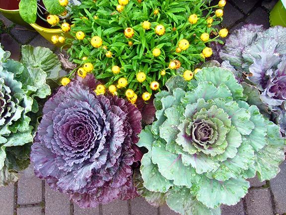 混合花境設計與種植建議
