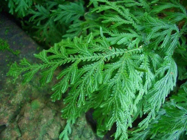 世界上最神奇的植物，會(huì)爆炸還能“跑”