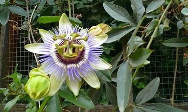 世界上最神奇的植物，會(huì)爆炸還能“跑”