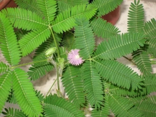 世界上最神奇的植物，會(huì)爆炸還能“跑”