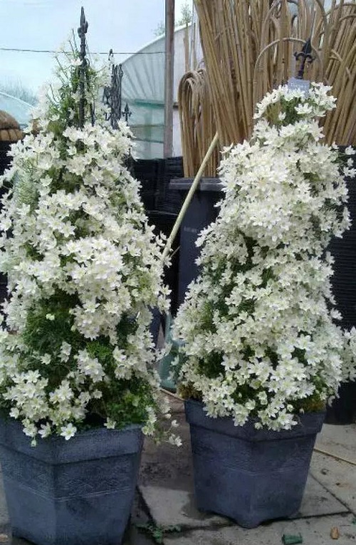 盆栽花卉鐵線蓮，掌握這4個(gè)要點(diǎn)