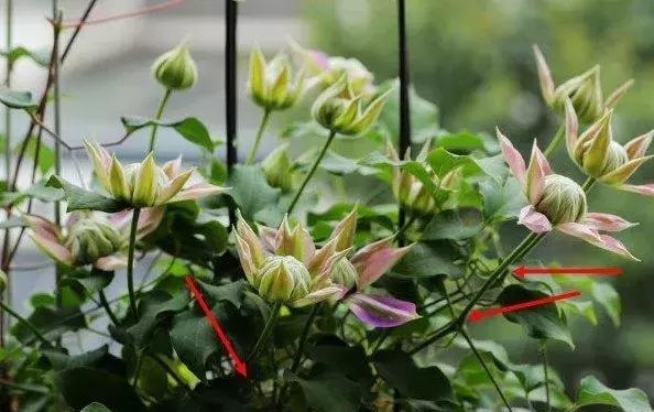 盆栽花卉鐵線蓮，掌握這4個(gè)要點(diǎn)