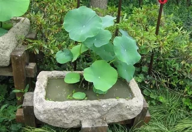養(yǎng)好這些水生植物勝過(guò)花卉盆栽