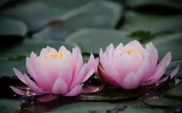 養(yǎng)好這些水生植物勝過(guò)花卉盆栽