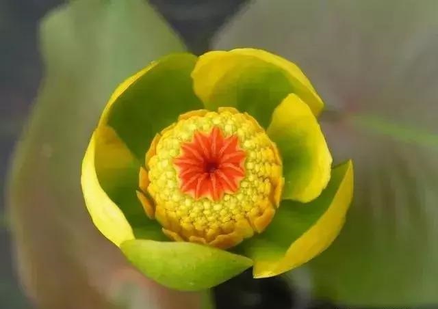 養(yǎng)好這些水生植物勝過(guò)花卉盆栽