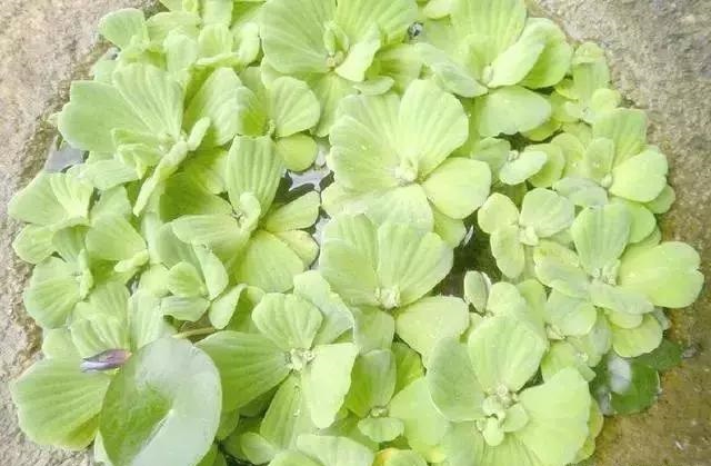 養(yǎng)好這些水生植物勝過(guò)花卉盆栽