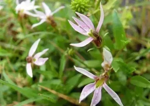 養(yǎng)好這些水生植物勝過(guò)花卉盆栽