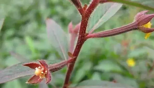養(yǎng)好這些水生植物勝過(guò)花卉盆栽