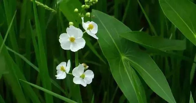 養(yǎng)好這些水生植物勝過(guò)花卉盆栽